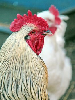 Portrait of a red and white rooster