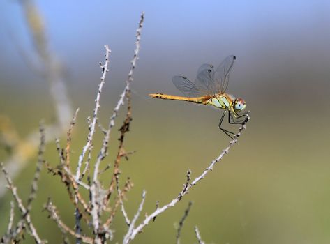 Colorful big dragonfly on a little branch in the nature in Camargue, France