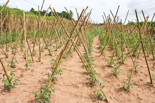 Baby cowpea or yard long bean  vegetable farm