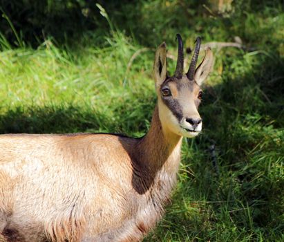 Chamois in the mountain looking at the photographer