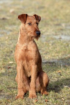 Irish Terrier on the green grass lawn