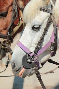 Portrait of a white horse with its tongue outside