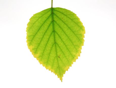 Autumn leaf of birch over white