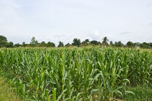 A green field of corn growing up