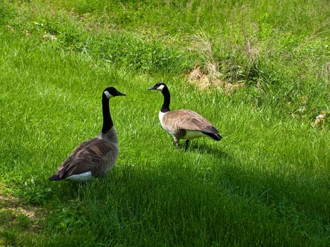 Two Canadian Geese in a Grassy Field