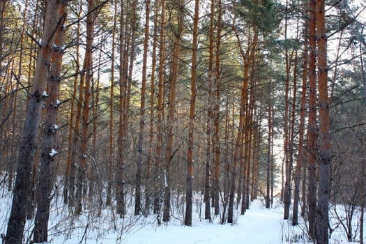 In winter forest with pines