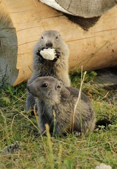 Little marmotons in front of a piece of wood in the grass and eating