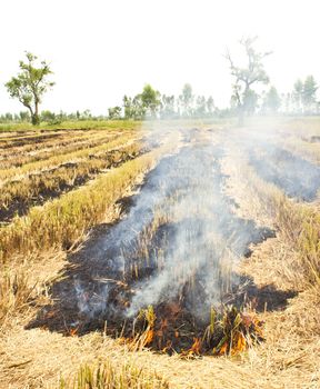 Fire was burning straw. Rice straw left over from the harvest was burned.