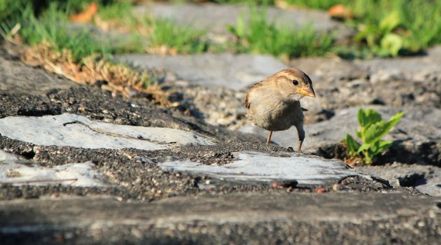 Little brown sparrow standing on the ground looking at the photographer