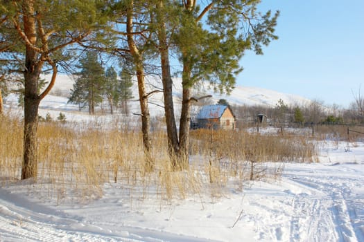 House near forest in winter