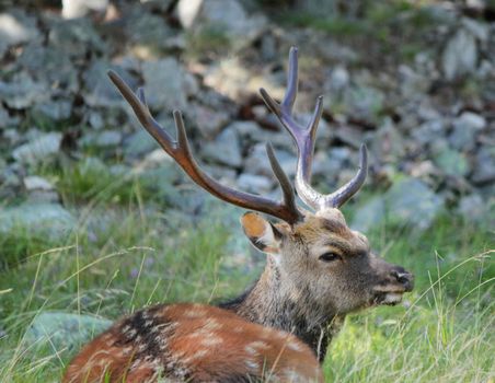 Quiet deer lying in the grass