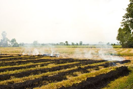 Fire was burning straw. Rice straw left over from the harvest was burned.