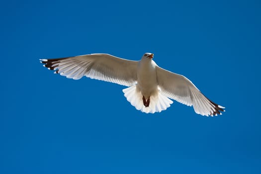 Seagull flying over the blue sky