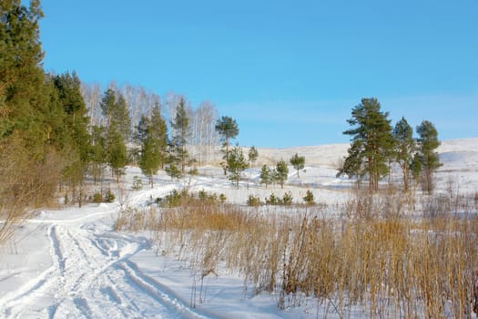 Winter pines on the hill