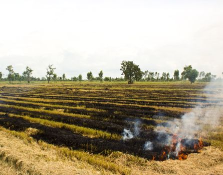 Fire was burning straw. Rice straw left over from the harvest was burned.
