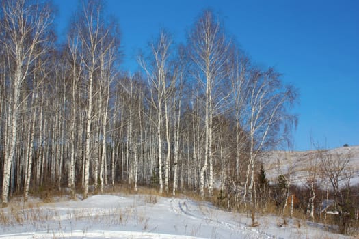 Birch grove in winter