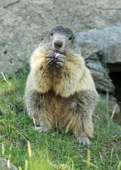 Marmot seating in the grass and eating