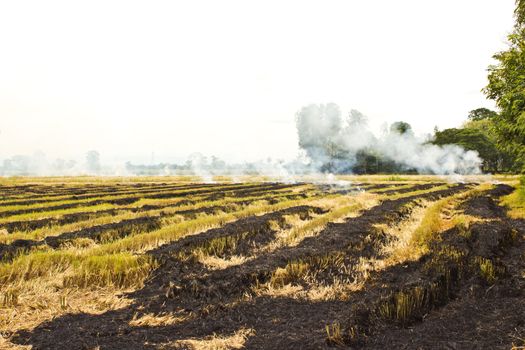Fire was burning straw. Rice straw left over from the harvest was burned.