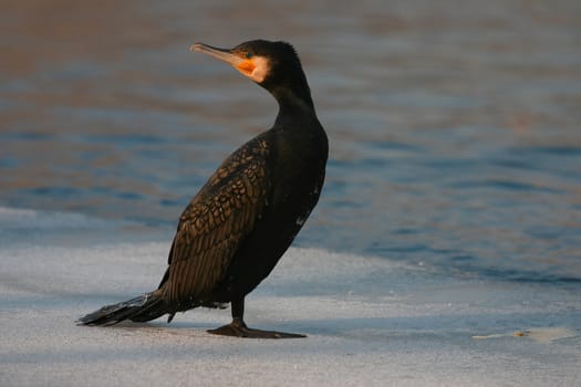 Cormorant on the river in winter Double-crested cormorant