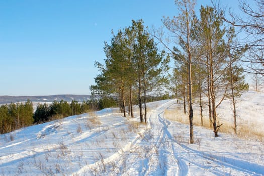 Winter landscape with pines and path