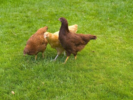 A group of three free range chickens on green grass
