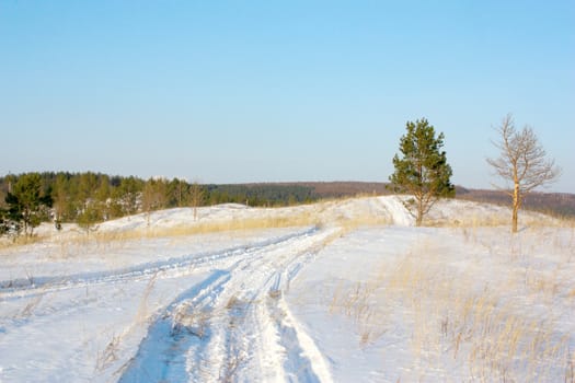 Winter landscape with pines and path