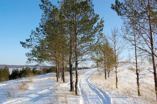 Winter andscape with pines and path