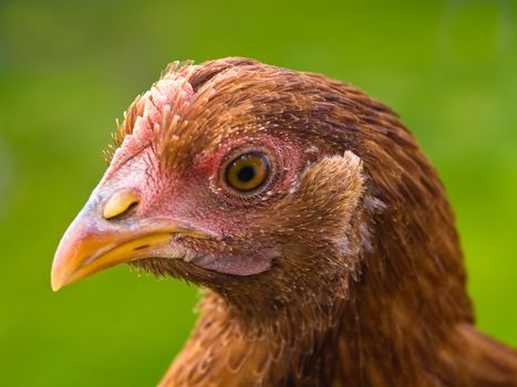CLose up portraits of free range chickens 
