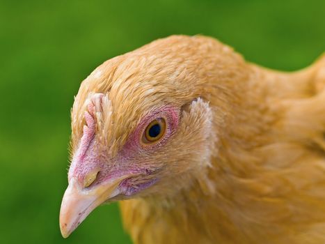 CLose up portraits of free range chickens 