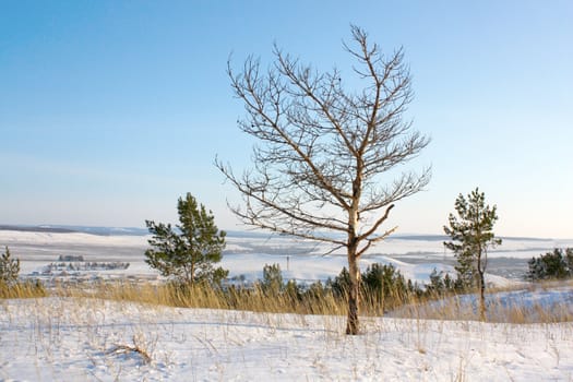 Dry pine on the mountain, in winter.