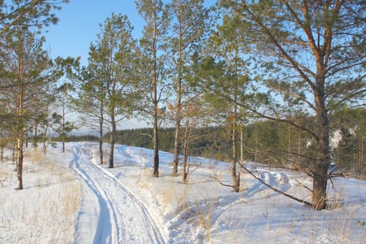 Winter andscape with pines and path