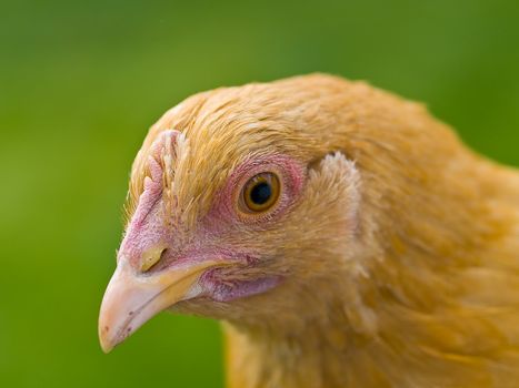 CLose up portraits of free range chickens 