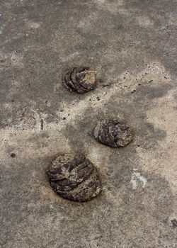 cow manure on the road.