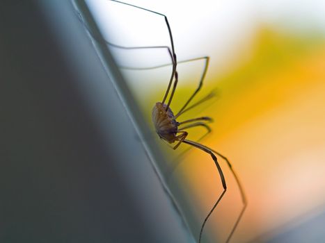 A daddy longleg spider macro close up