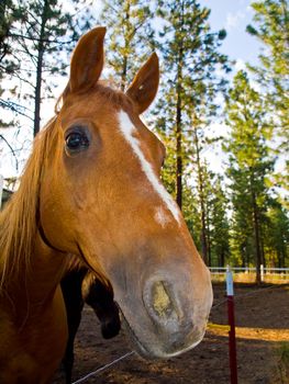 A Horse Portrait in the Evening Hour