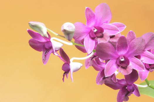 beautiful purple orchid flower on light orange background