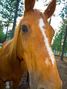 A Horse Portrait in the Evening Hour