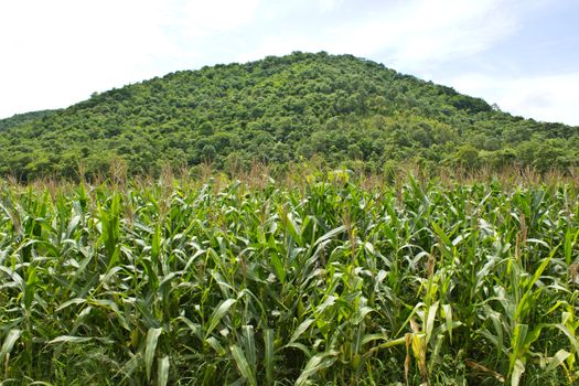 corn field near mountain and blue sky