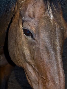 A Horse Portrait Focusing on a Single Brown Eye