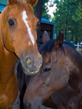 Two Horse Portraits in the Evening Hour