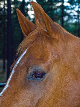 A Horse Portrait Focusing on a Single Brown Eye