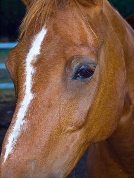 A Horse Portrait Focusing on a Single Brown Eye