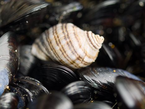 Macro close up of seashells on the beach
