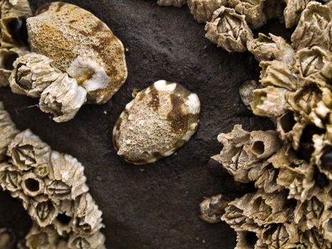 Macro close up of seashells on the beach