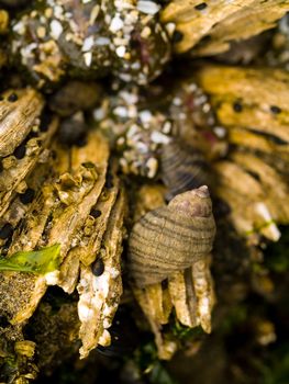 Macro closeups of shells taken at the tide pools at Canon Beach, Oregon