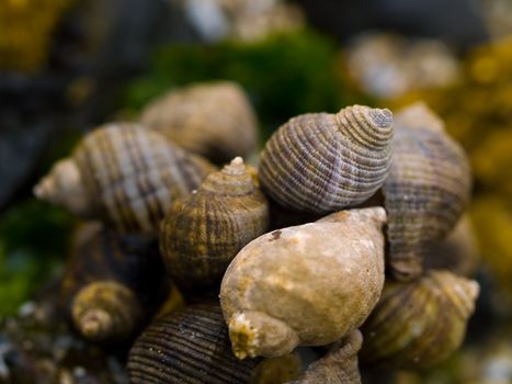 Macro closeups of shells taken at the tide pools at Canon Beach, Oregon