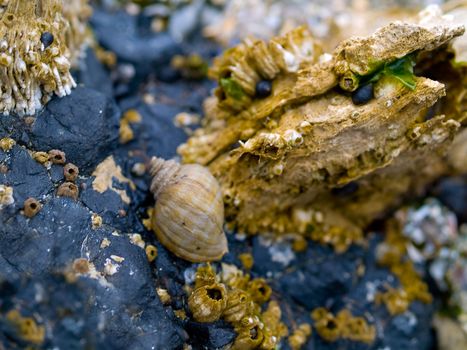 Macro closeups of shells taken at the tide pools at Canon Beach, Oregon