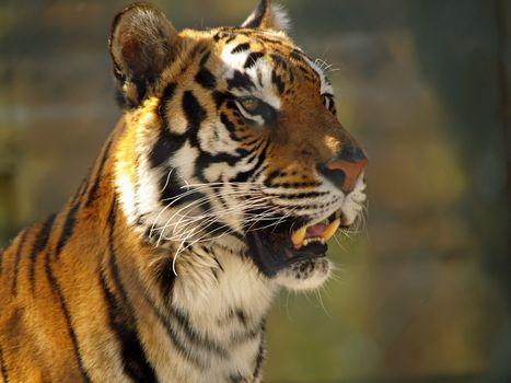 Tiger face closeup