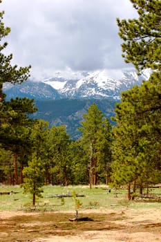 Rocky mountains through the trees