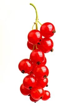 Red currant isolated on white background